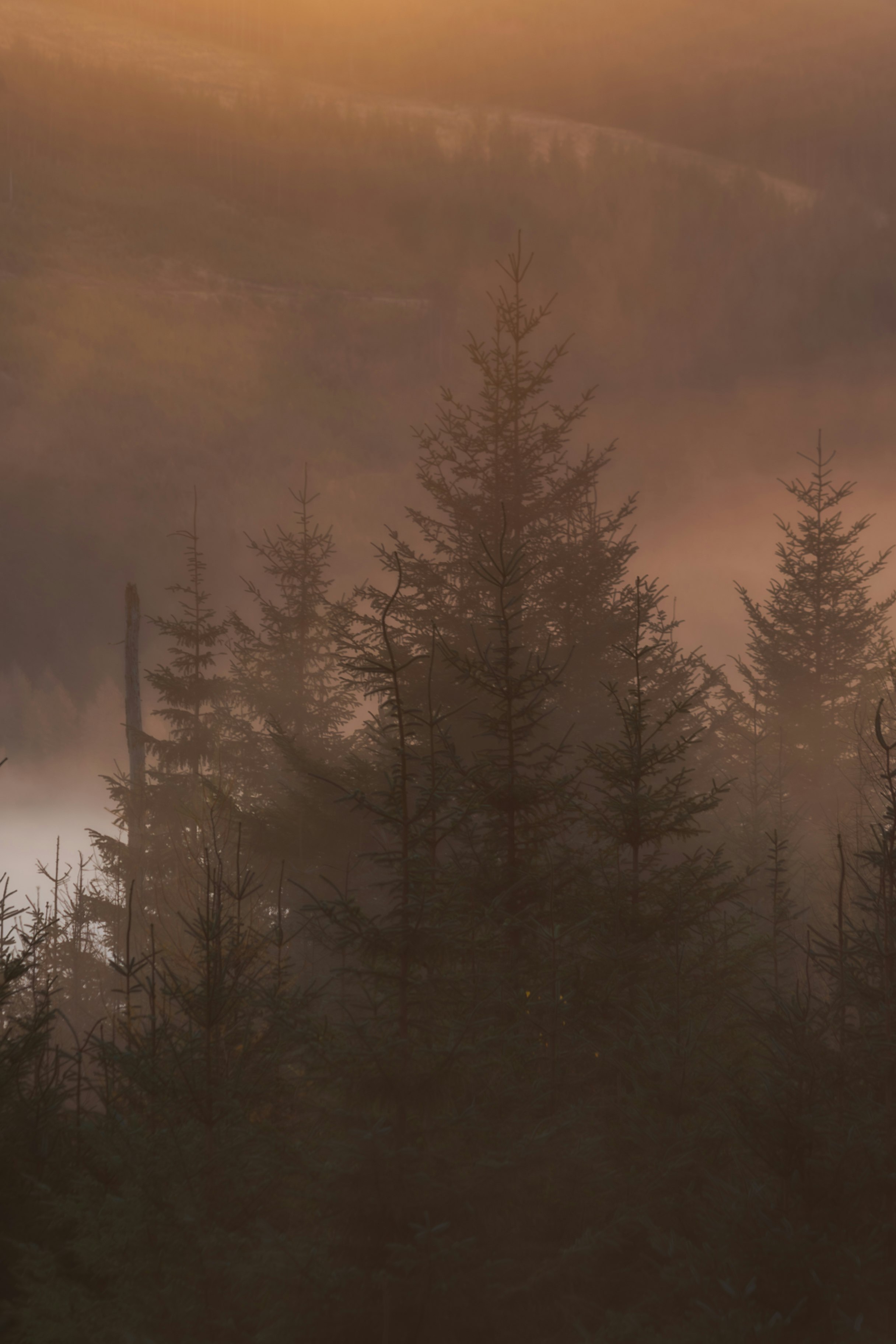 Sunset, mist and pine treess