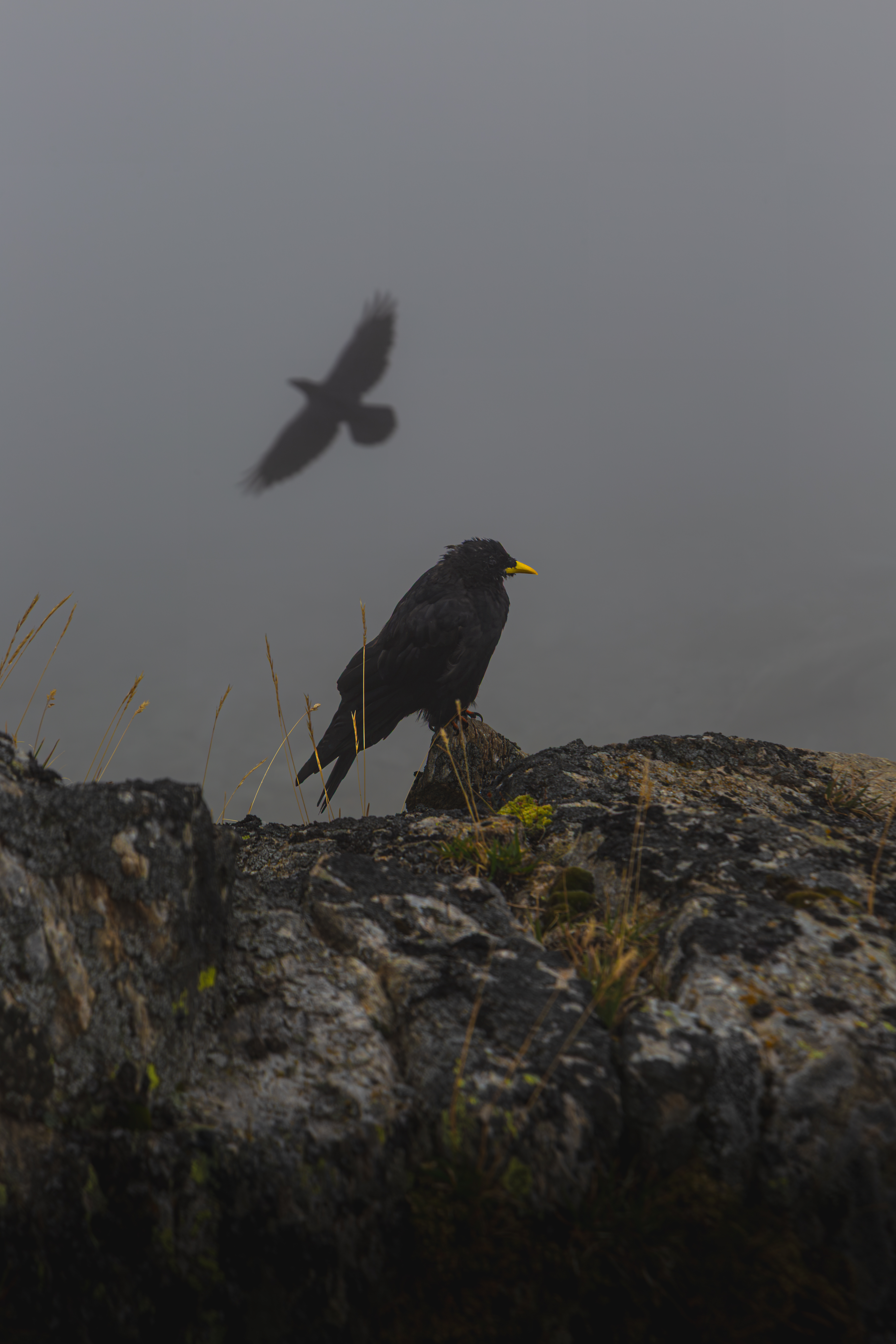Alpine Chough