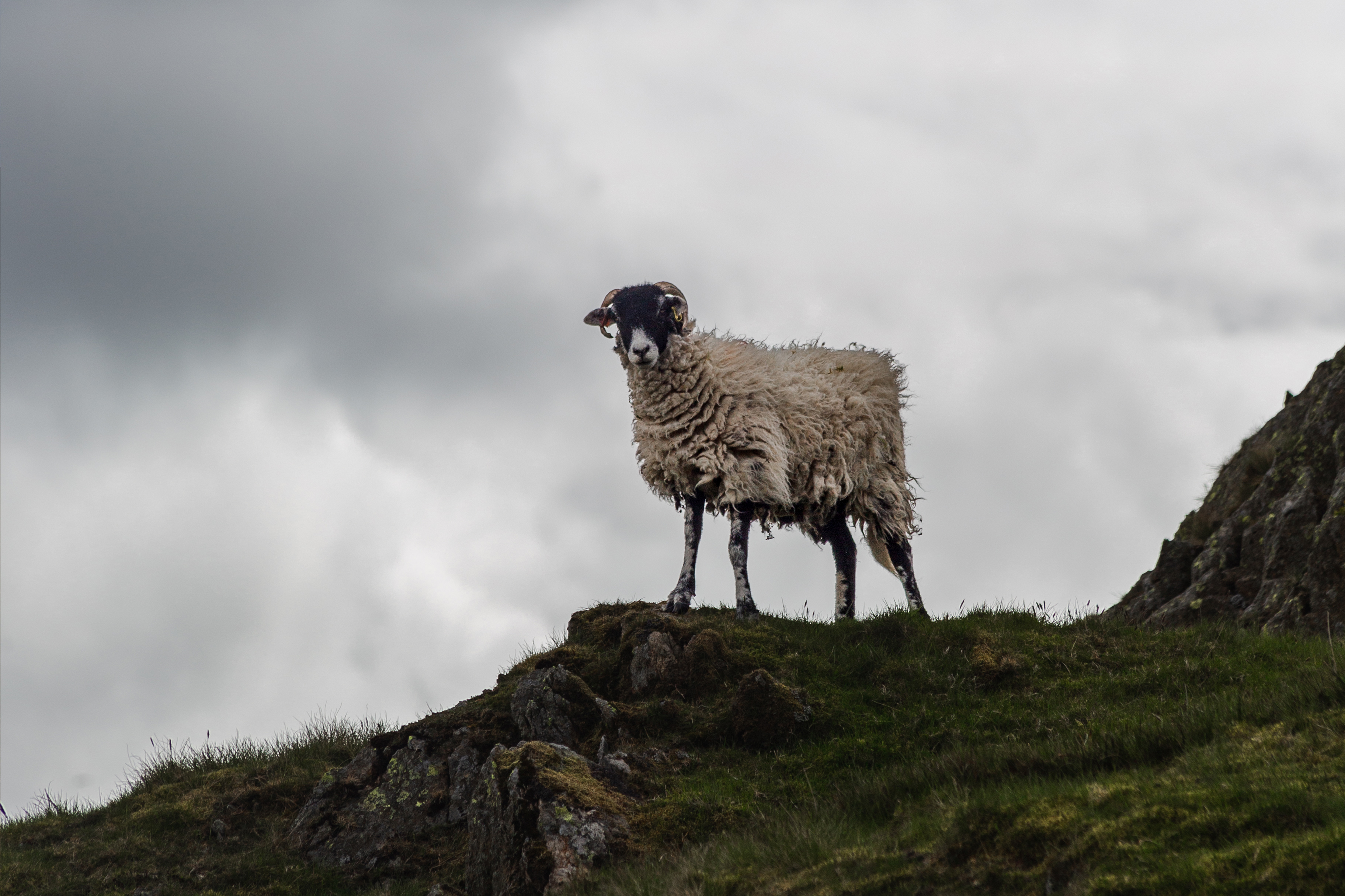 A mountain sheep on top of Nab Scar