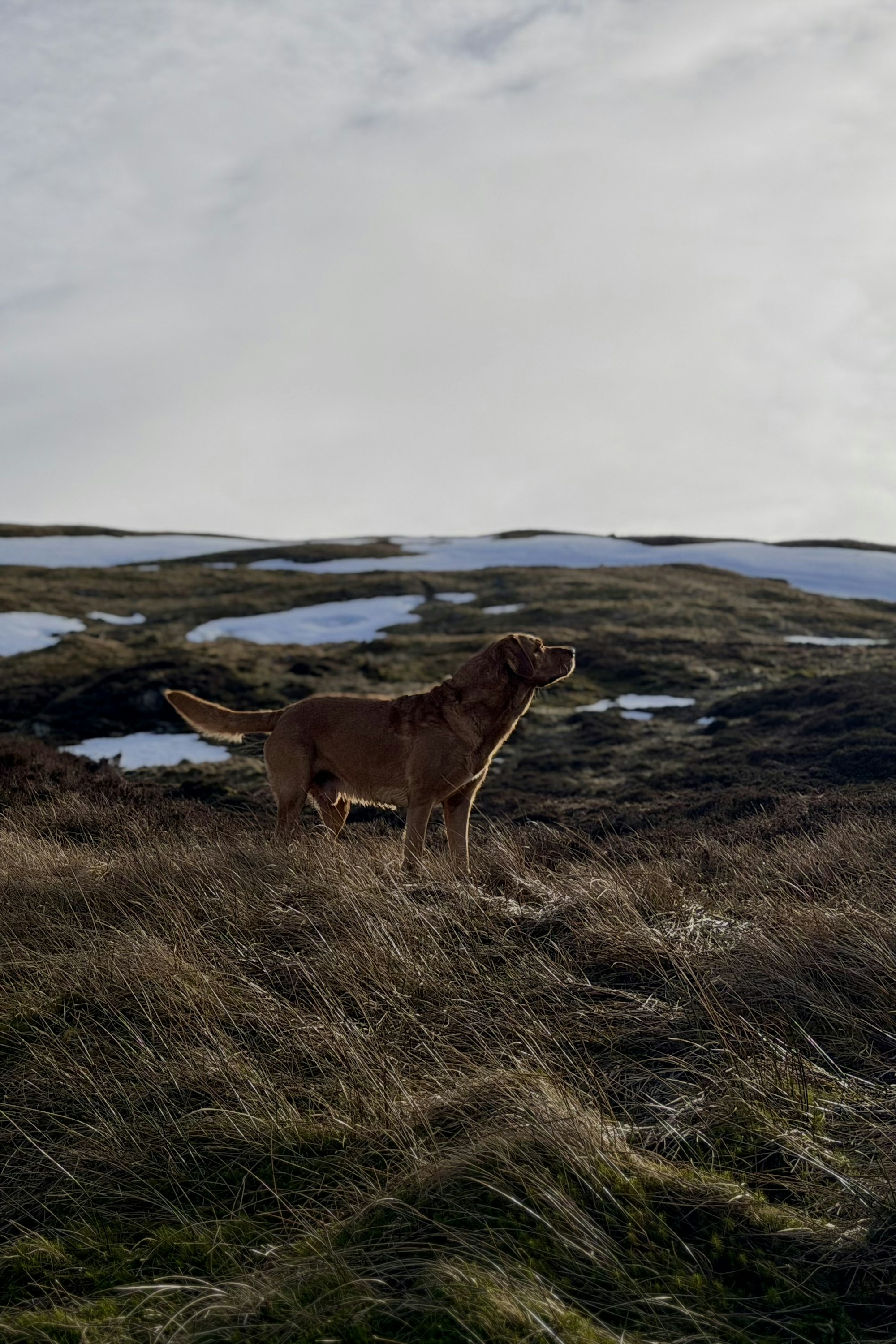 Rudi on Meall na Fearna