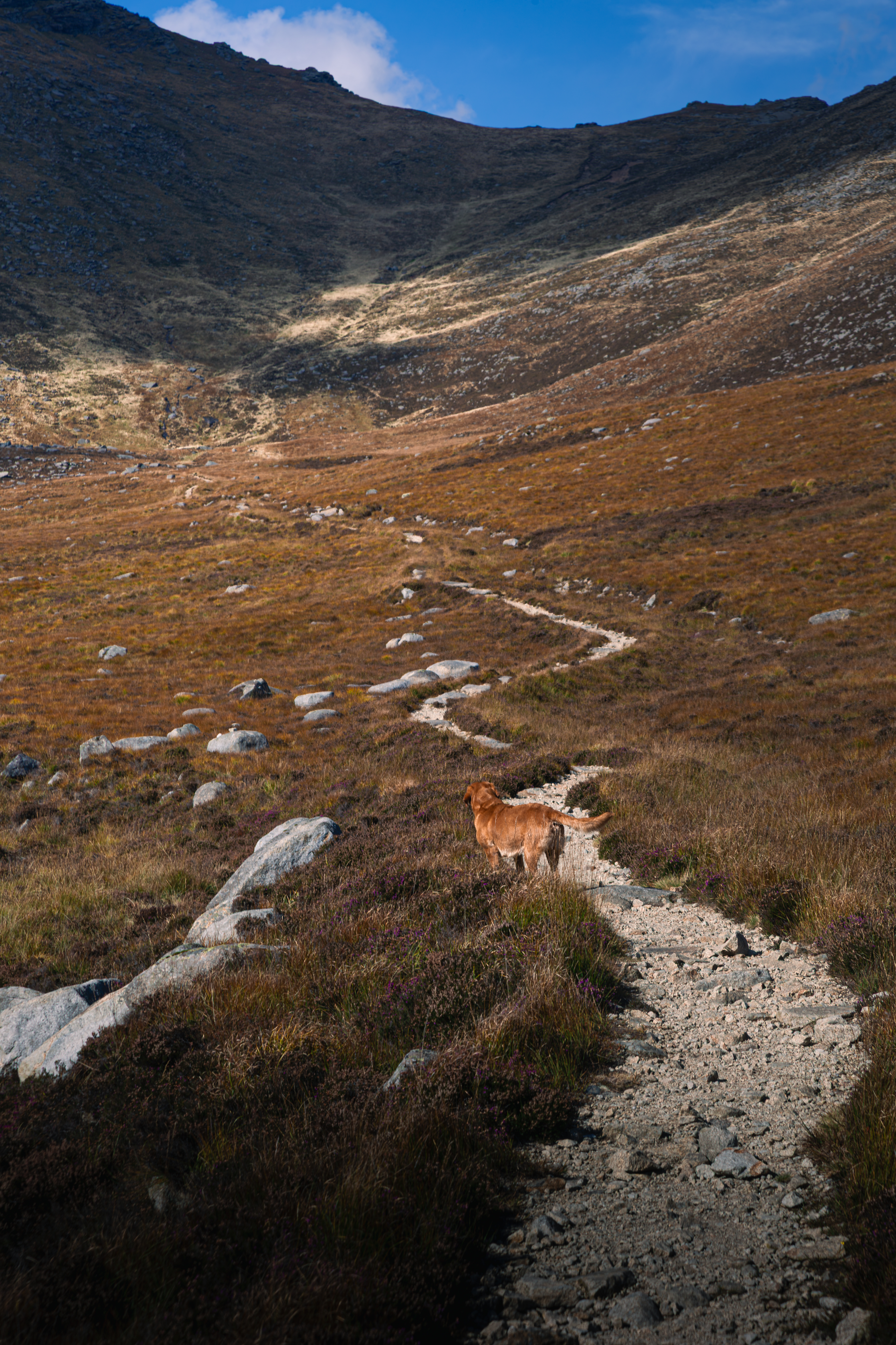 Rudi walking towards North Goatfell