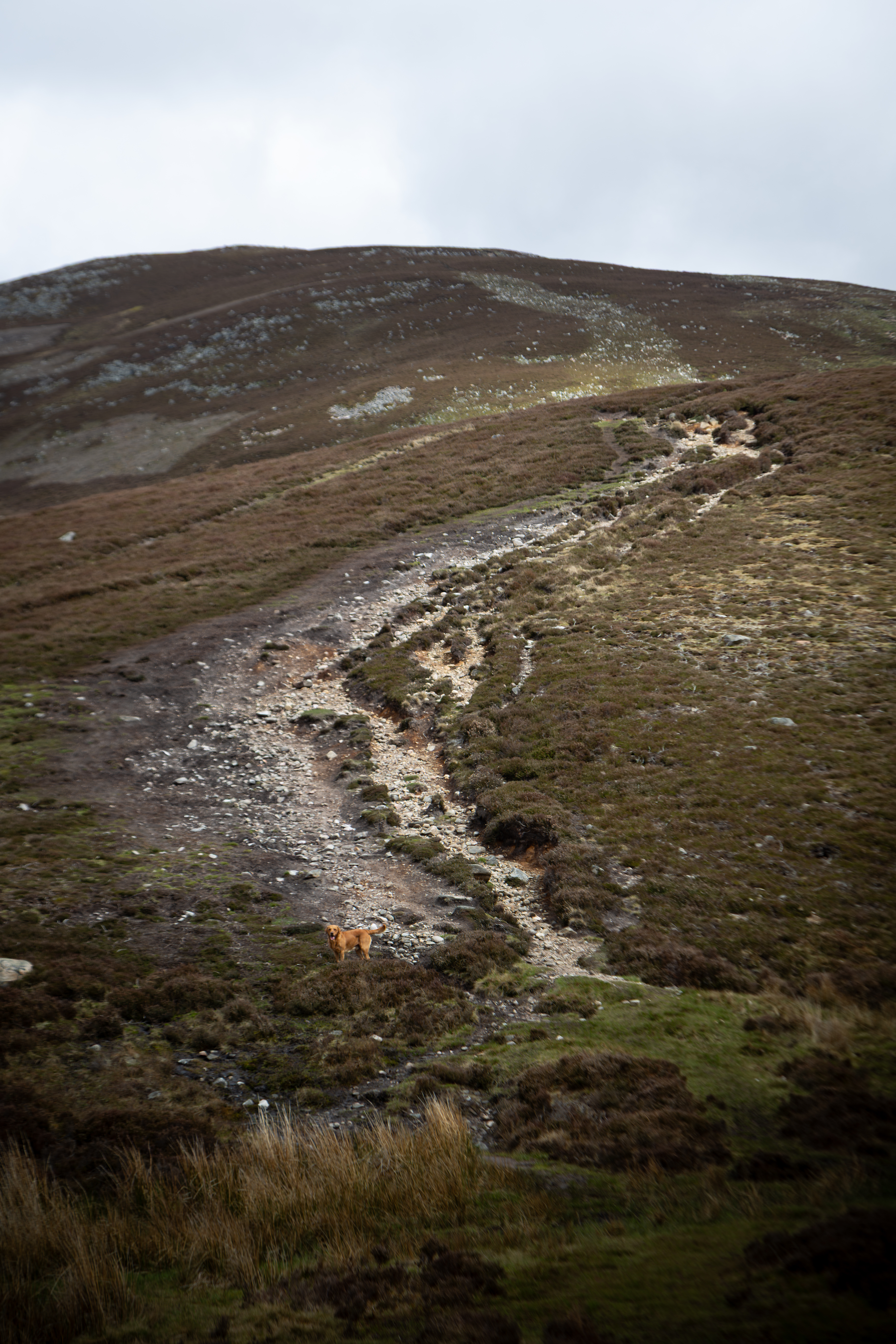 Rudi on Meall Chuaich