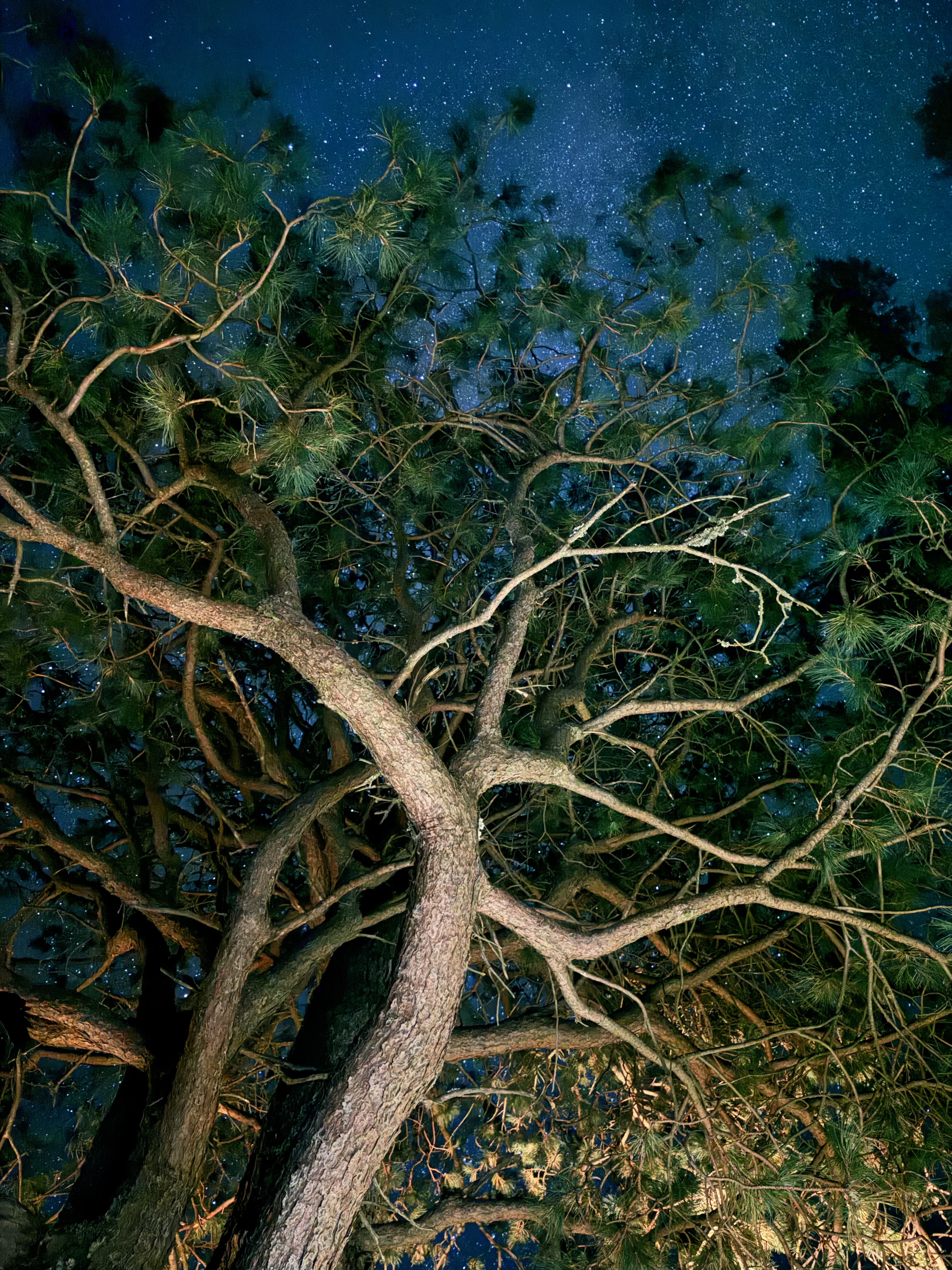 Pine tree and stars